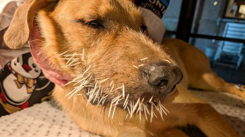 Baumstachler verletzt acht Tierschutzhunde mit Hunderten Stacheln