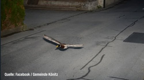 Die lustigsten Blitzerfotos