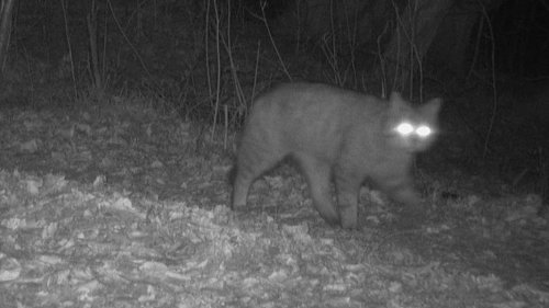 Europäische Wildkatze nach Jahrhunderten zurück in SH
