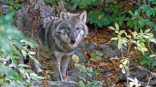 Niedersachsen nimmt den Wolf ins Jagdrecht auf