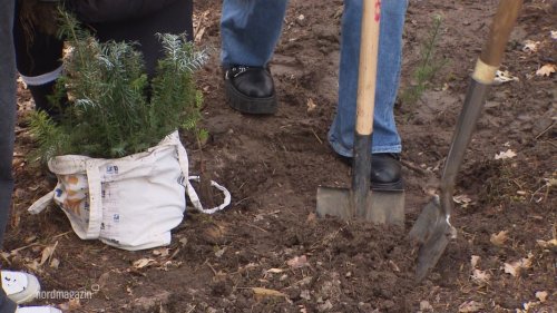 Evangelische Kirchenjugend möchte einen neuen Wald schaffen