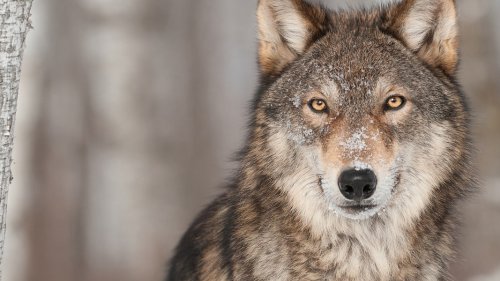 Nach mutmaßlichem Wolfsriss: Streit zwischen Schafhaltern und Ministerium