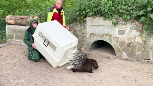 Entlaufenes Stachelschwein "Klette" wieder im Tierpark