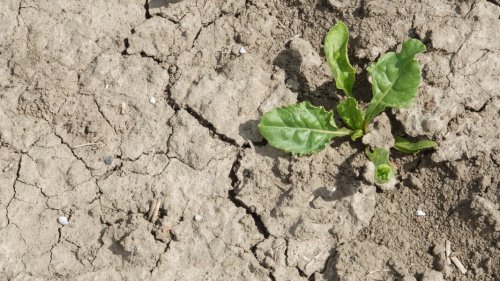 Wetter in SH: Diese Auswirkungen hat der Regen auf Gärten und Böden
