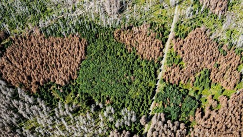 Wie die Trockenheit im Harz die Wiederaufforstung erschwert