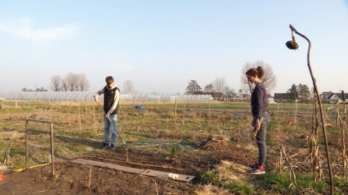 Gemüsegarten mieten in Ochsenwerder