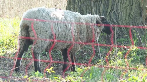 Tag des Wolfes: Wird der Schutz bald herabgesetzt?