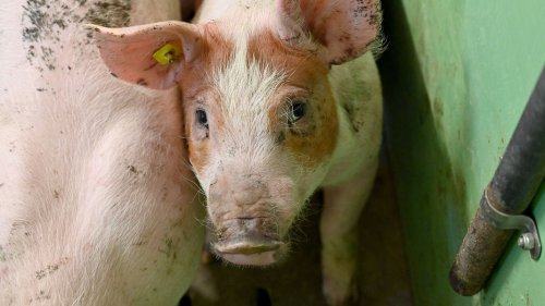 Tierquälerei in zweitgrößter Schweinemast? Urteil erwartet