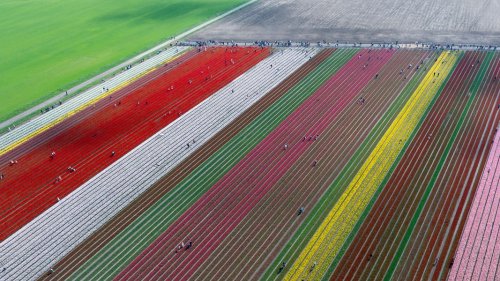 Farbenmeer bei Gifhorn: Tulpen locken Tausende Gäste an