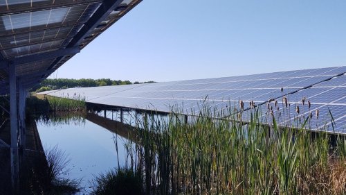Mut zur Lücke: Solarpark Klein-Rheide hilft dem Artenschutz