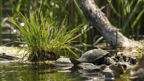 Bestand der Europäischen Sumpfschildkröten in MV erholt sich