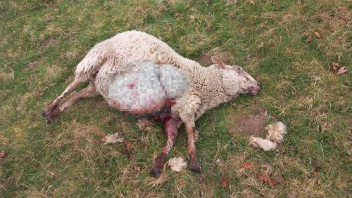 Nach mutmaßlichem Wolfsriss in Ehmkendorf: Erneut Schafe getötet
