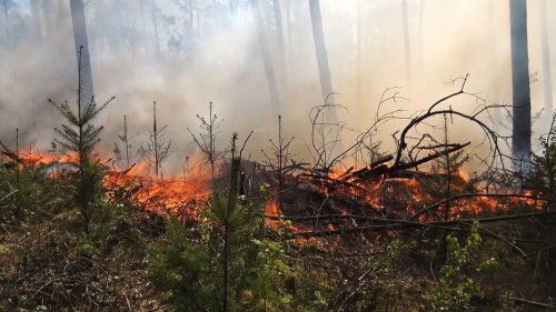 Wetterdienst warnt: Hohe Waldbrandgefahr in Niedersachsen