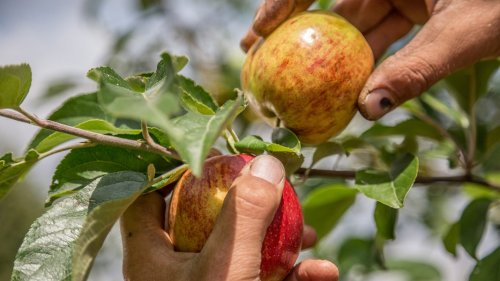 Kostendruck bei Apfelbauern in Norddeutschland