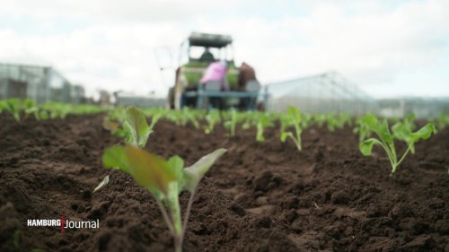 Landwirte zufrieden mit trockenem Jahresbeginn
