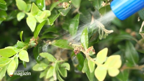 Garten-Podcast: Vom Buchsbaum und seinem Erzfeind