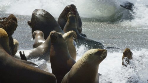 Künstliche Intelligenz für den Schutz der Ostsee-Robben