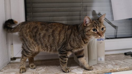 Vermisste Katze nach einem Jahr gefunden - 60 Kilometer von Heimat