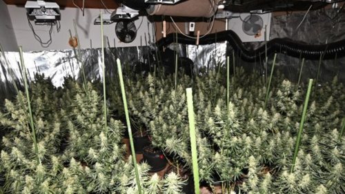 Bad Lauterberg: Cannabis-Plantage in leer stehender Fleischerei
