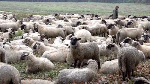 Wolfsangriff in Aurich? Neun Schafe getötet