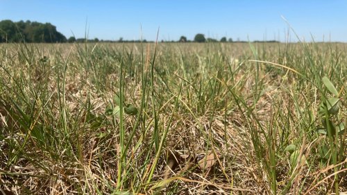 Frühjahrtrockenheit in MV: Das Land dürstet