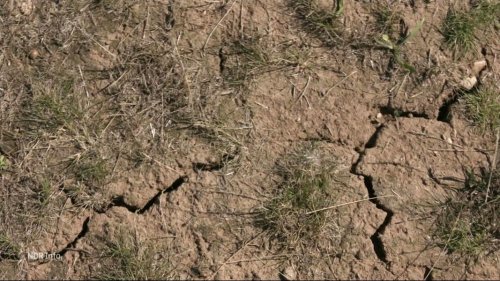 Niedersachsen: Natur leidet unter außergewöhnlicher Dürre