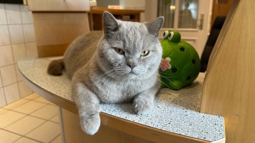 Kater geht freiwillig zum Tierarzt - Besitzerin wundert sich