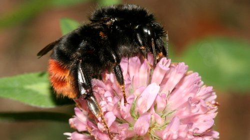 Insektensommer 2023: NABU ruft weiter zum Zählen auf