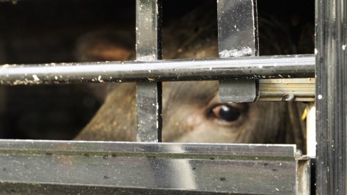 Achtung Tiertransport - Lange Wege auf den Teller