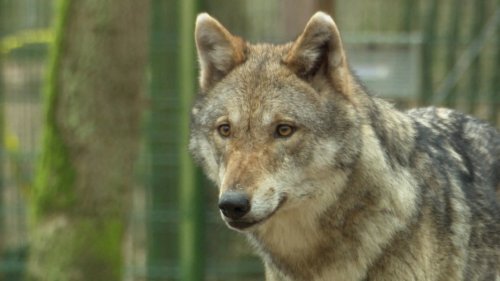 Segeberger Forst: Fünf Wolfswelpen überleben nach Tod der Mutter