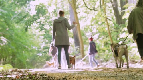 Rügen: Kurtaxe für Hunde in Seebad Binz