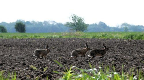 Hameln-Pyrmont: Hochansteckende Hasenpest ausgebrochen