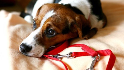 Leinenpflicht: Hunde müssen jetzt wieder angeleint werden