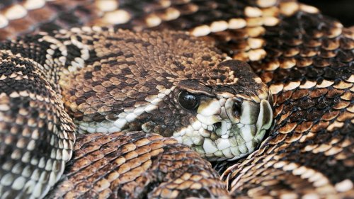 115 Schlangen im Haus: Frau aus Sehlde hatte keine Genehmigung