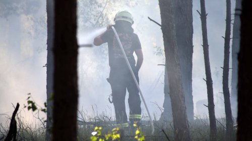 Sieben Waldbrände in Amt Neuhaus: Polizei sucht Brandstifter