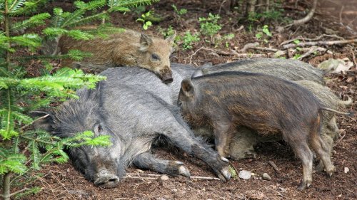 Mehr Wildschweine: Schweinepest-Gefahr in SH steigt