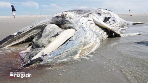 Toter Buckelwal am Strand von St. Peter-Ording geborgen