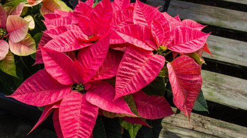 Weihnachtsstern-Pflege: So bleibt die Pflanze lange schön