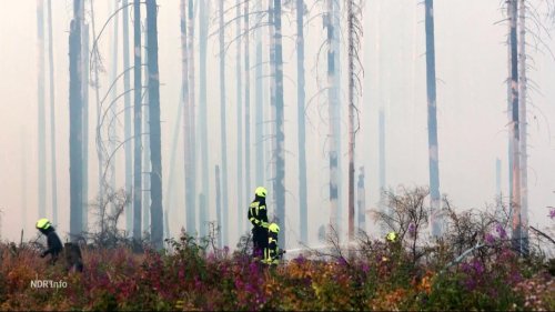 Waldbrand im Harz war womöglich Brandstiftung