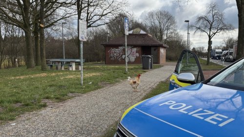 Hahn "Hermann" tritt seit Wochen "polizeilich in Erscheinung"