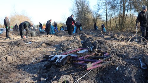 Stralsund: 1.000 Mammutbäume werden gepflanzt