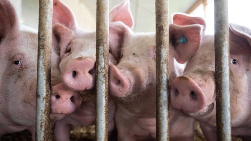 Fast 300 Schweine verhungert - Landwirt ab heute vor Gericht