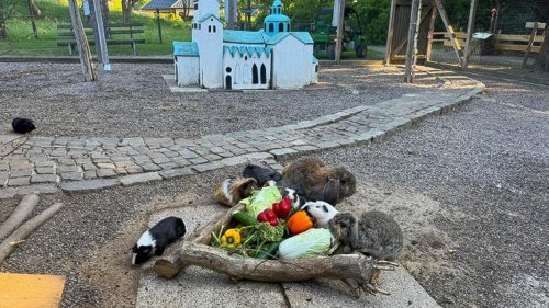 Hildesheim: Unbekannte erschießen 14 Meerschweinchen in Tierpark