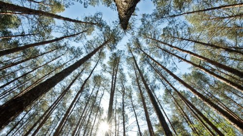 Viel Sonne: Waldbrandgefahr steigt in Niedersachsen erneut