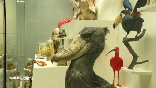 Wissenschaft trifft Kunst im Museum der Natur Hamburg