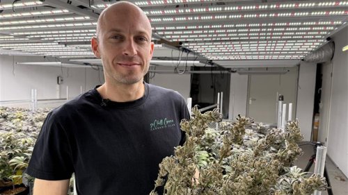Greifswald: Erste Ernte im Cannabis-Club "SoChill Green"