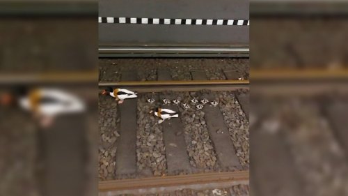 Vogelfamilie im Gleis: S-Bahnverkehr in Hamburg fast zwei Stunden gesperrt