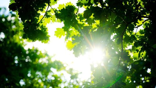 Waldbrandgefahr erhöht sich in Niedersachsens vielerorts wieder