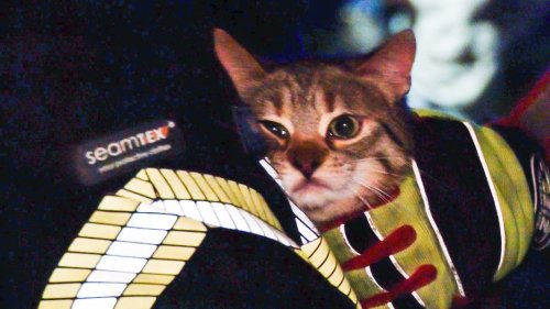 Norden: Sechs Menschen und zwei Katzen mit Drehleiter gerettet