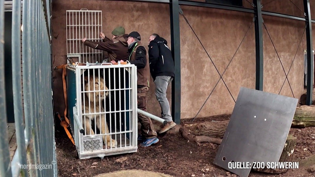 Schweriner Zoo: Löwe "Ravi" zieht nach Schweden um